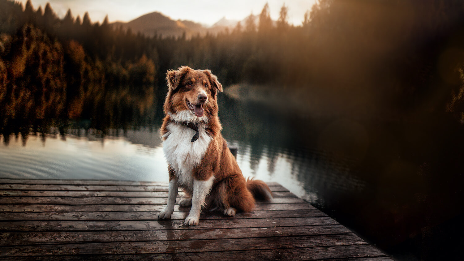 Einzelshooting mit Hund Carino in Graubünden Einzelshooting mit Hund Carino in Graubünden
